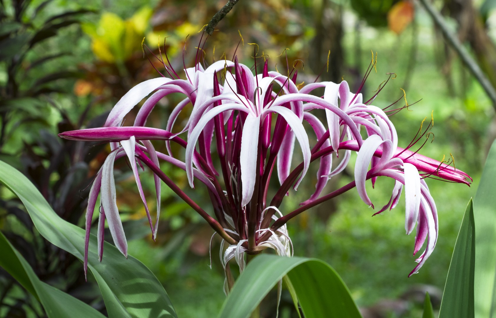 Crinum Swamp Lily Spider Lily A To Z Flowers