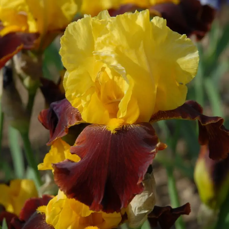 the-meaning-and-symbolism-of-iris-a-to-z-flowers