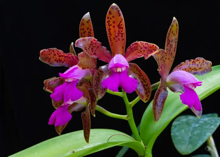 Cattleya (Queen of Orchids; Corsage Orchid)