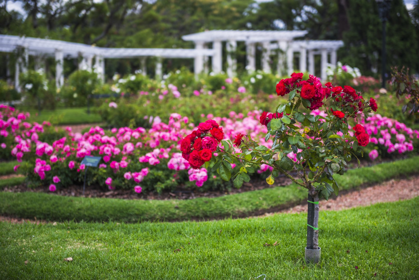 How To Grow And Care For Different Types Of Roses – A To Z Flowers