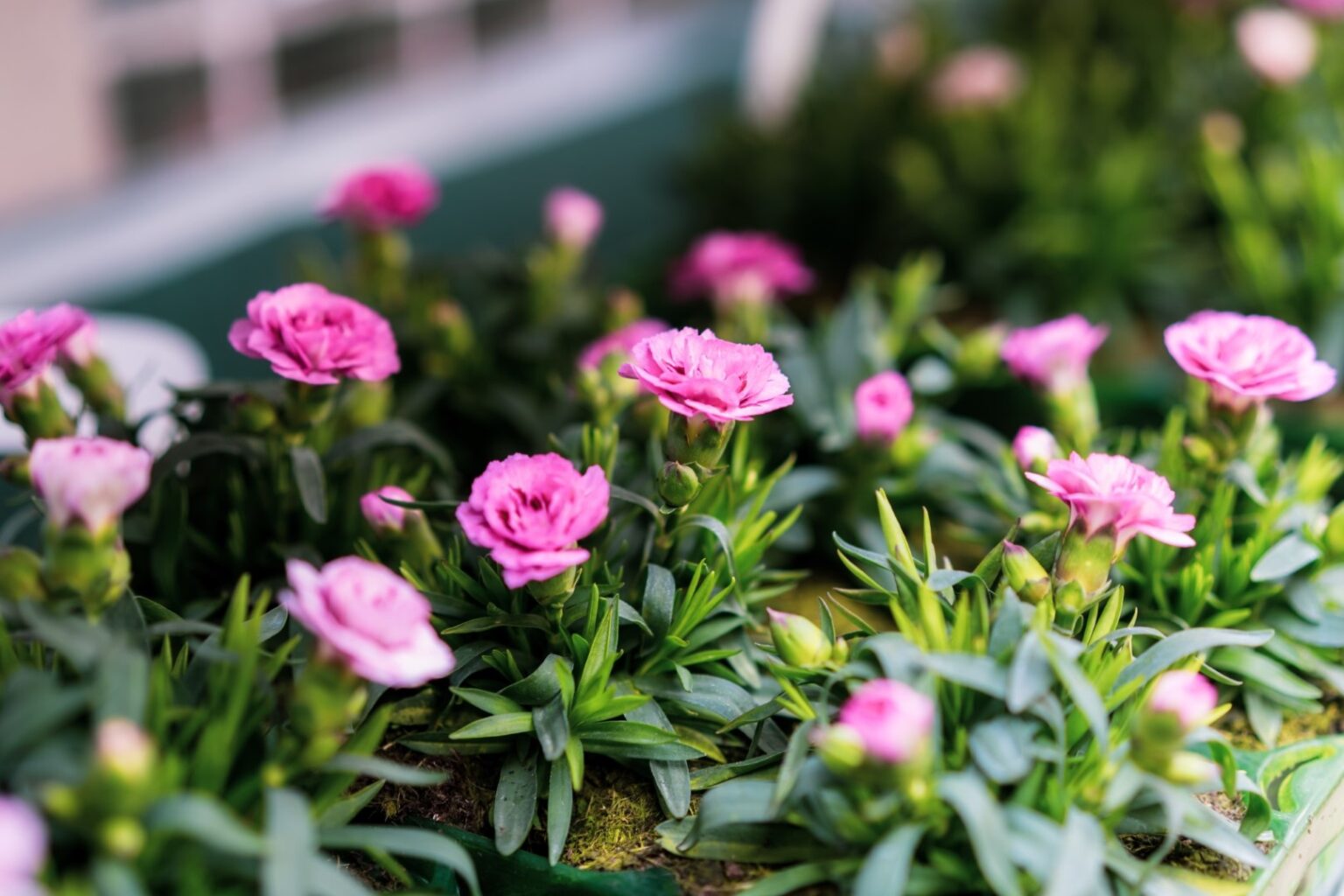 How to Plant, Grow and Care for Carnations A to Z Flowers