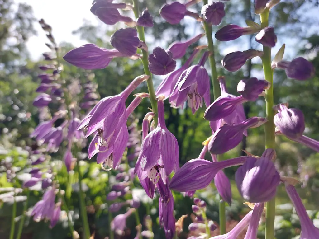 Top 5 Easy-to-Grow Perennials For Beginner Gardeners – A To Z Flowers